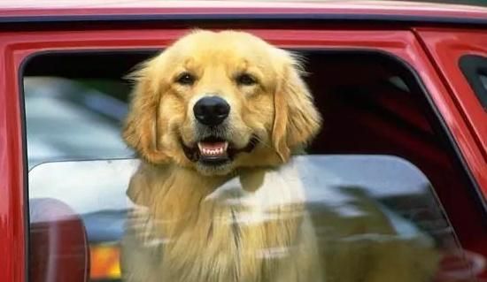 狗狗消化不良虽然不是大事，但带来的痛苦不少，到底该如何帮狗狗