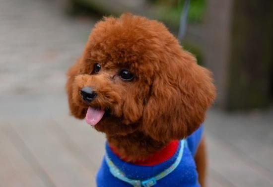 狗狗消化不良虽然不是大事，但带来的痛苦不少，到底该如何帮狗狗