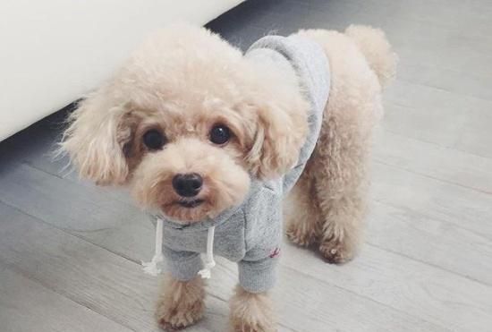 狗狗消化不良虽然不是大事，但带来的痛苦不少，到底该如何帮狗狗