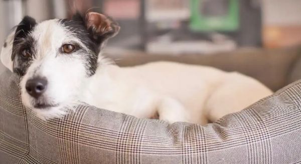 狗狗感冒咳嗽有痰该怎么缓解