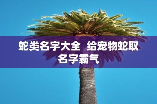 蛇类名字大全 给宠物蛇取名字霸气