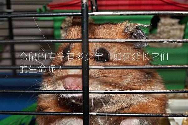 仓鼠的寿命有多少年，如何延长它们的生命呢？