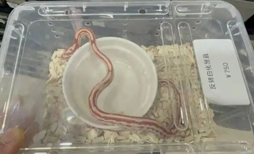 蛇年蛇宠走红，有年轻人开始排队“撸蛇”