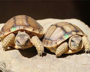 卡鲁海角陆龟的生活环境