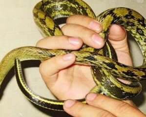 黑眉锦蛇的品种介绍