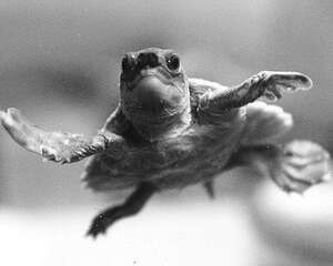 猪鼻龟的选购技巧