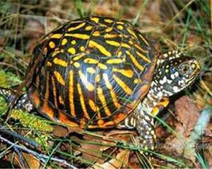 北部锦箱龟的品种简介