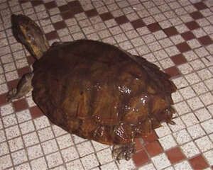 马来果龟的饲养要点