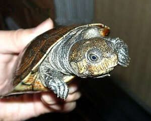 马达加斯加大头侧颈龟的护理知识