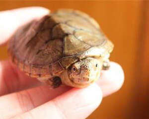 哈雷拉泥龟的食物要求