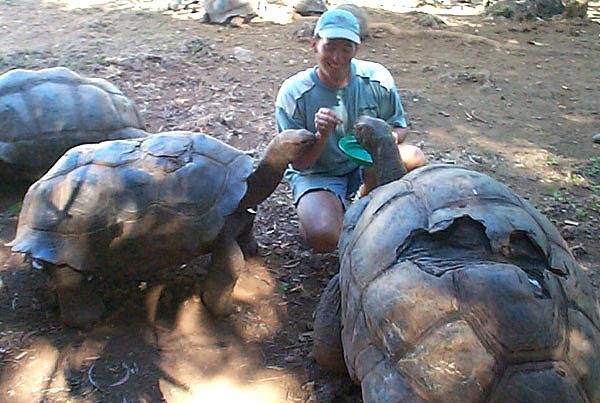 科普七种陆龟品种,本人就养了两种,看完你们肯定也想养一只!