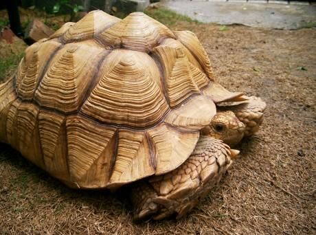 科普七种陆龟品种,本人就养了两种,看完你们肯定也想养一只!