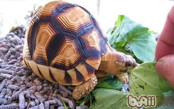 科普七种陆龟品种,本人就养了两种,看完你们肯定也想养一只!