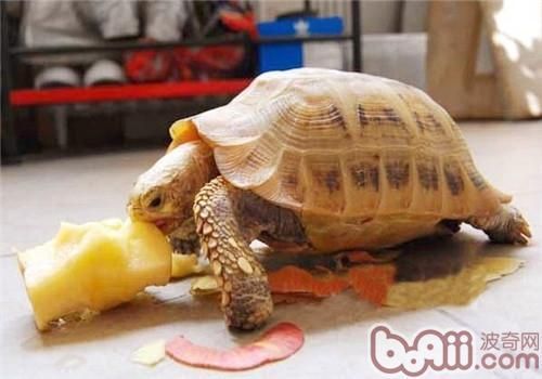 科普七种陆龟品种,本人就养了两种,看完你们肯定也想养一只!