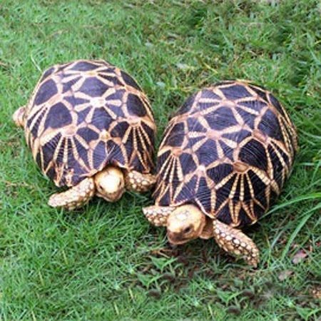 科普七种陆龟品种,本人就养了两种,看完你们肯定也想养一只!