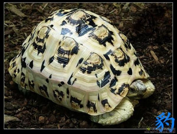 科普七种陆龟品种,本人就养了两种,看完你们肯定也想养一只!