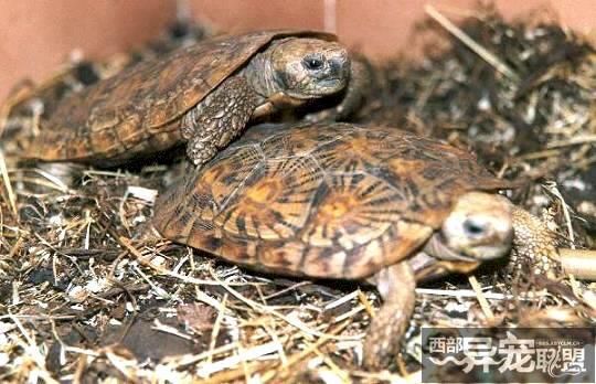 科普七种陆龟品种,本人就养了两种,看完你们肯定也想养一只!
