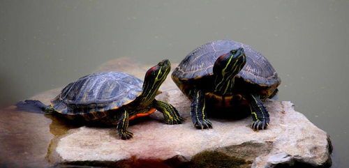 适合新手饲养的陆龟品种有哪些呢？