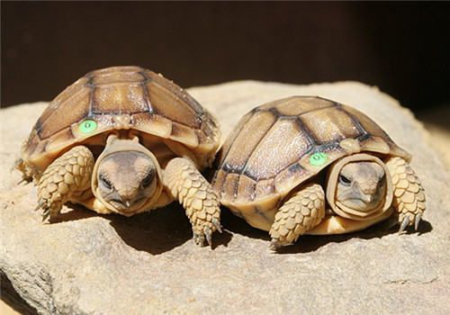 卡鲁海角陆龟的生活环境