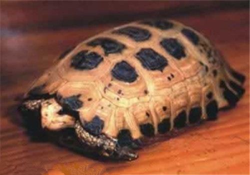 特拉凡柯陆龟的品种简介