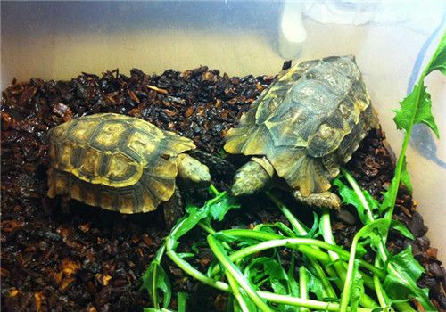 非洲折背陆龟的品种简介