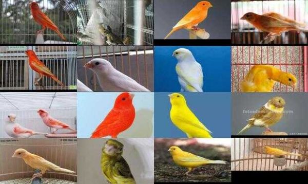 玉鸟最好品种图片