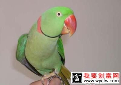 亚历山大鹦鹉简介