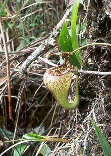 斑豹猪笼草的上位笼