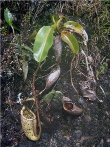 斑豹猪笼草的下位笼