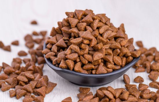 正确喂猫粮的方法