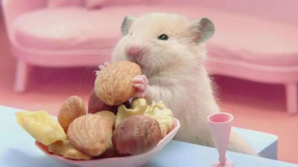 仓鼠牙齿太长了怎么办 仓鼠牙齿长怎么解决