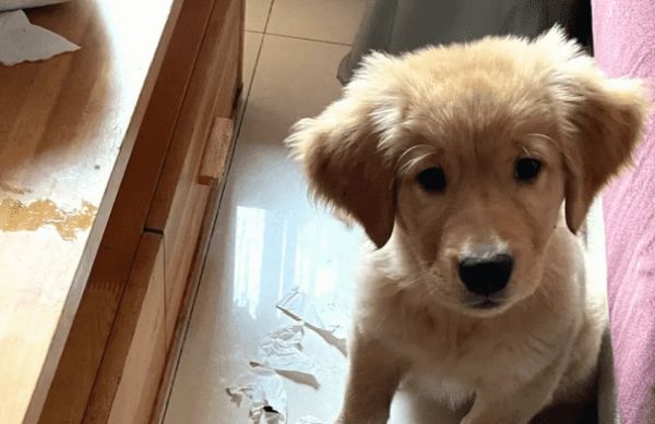 假金毛三个特点