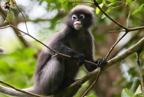 印度灰叶猴有什么特点？你知道吗