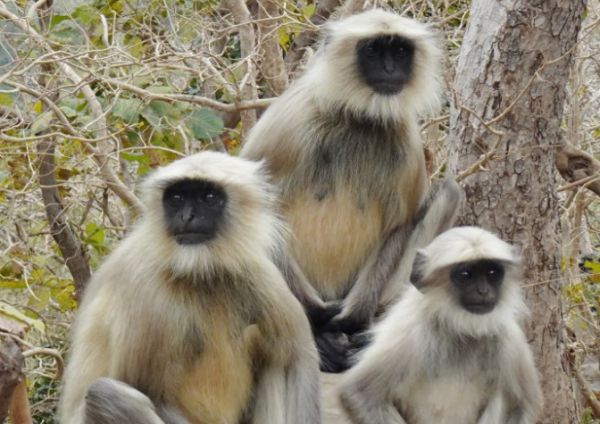 印度灰叶猴有什么特点？你知道吗