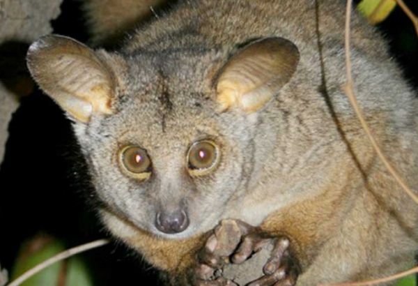 索马里婴猴的特征是什么？来看看吧