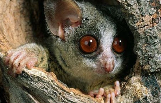 索马里婴猴的特征是什么？来看看吧