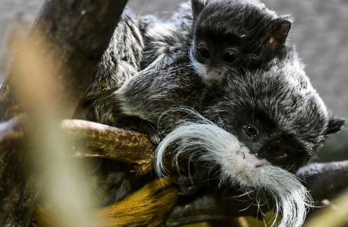 皇柽柳猴是什么动物？一文告诉你