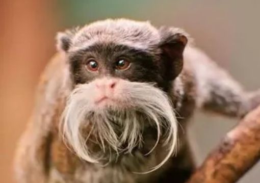 皇柽柳猴是什么动物？一文告诉你