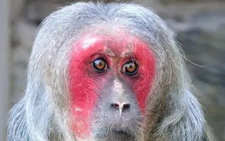 世界名猴—短尾猴