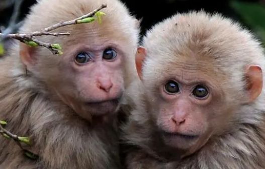 世界名猴—短尾猴