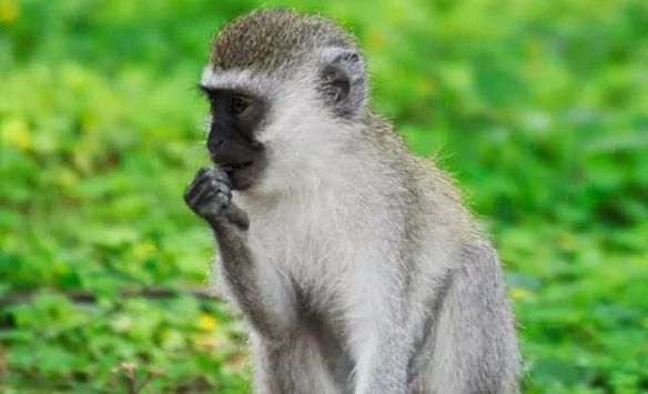 马尔布鲁克绿猴的特点