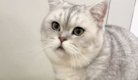 逃离价格战，抢占抖音3000亿宠物保健品市场！