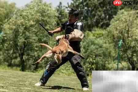 如何选择优质训犬师培训学校