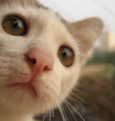  “习惯成自然”型猫咪 很多猫咪喜欢挂在壁纸上，可能是因为猫咪喜欢抓壁纸的感觉。对于一只猫来说，把爪子抠进壁纸中、看着小片的壁纸掉下来成为它们的玩具，恐怕是一件很有成就感的事情，壁纸越厚它们的“成就…