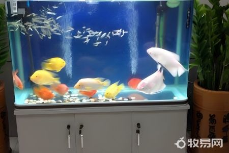 新手养鱼养什么鱼好