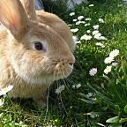 兔子