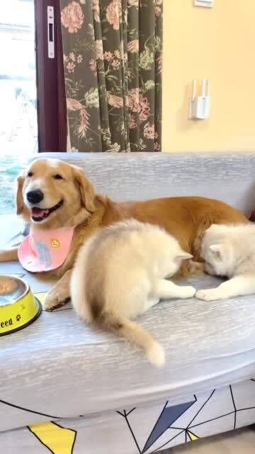 小孩喂的小宠物狗怎么喂