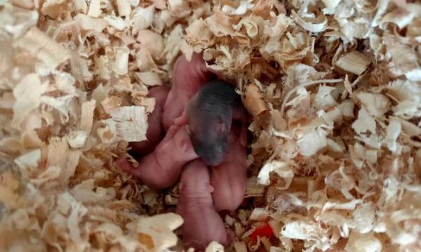 仓鼠生育周期的研究（揭开仓鼠繁殖之谜，从生育周期说起）