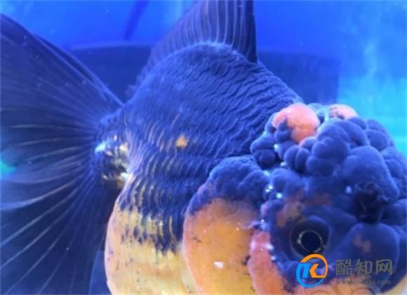 常见水生动物疾病有哪些？