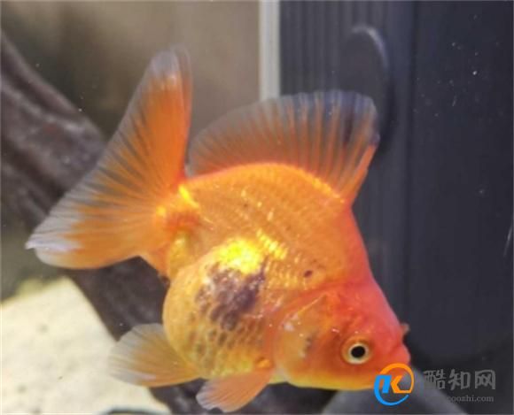 常见水生动物疾病有哪些？